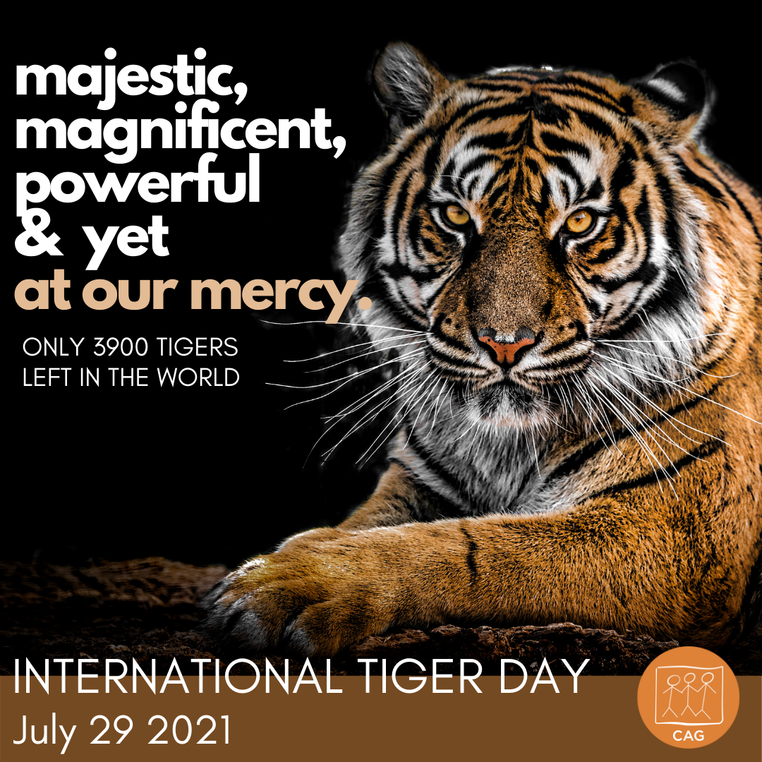 Tiger day